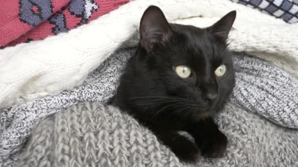 Schwarze flauschige Katze, die auf einem Regal mit Strickwaren aus Wolle schläft. 4k, Zeitlupe — Stockvideo