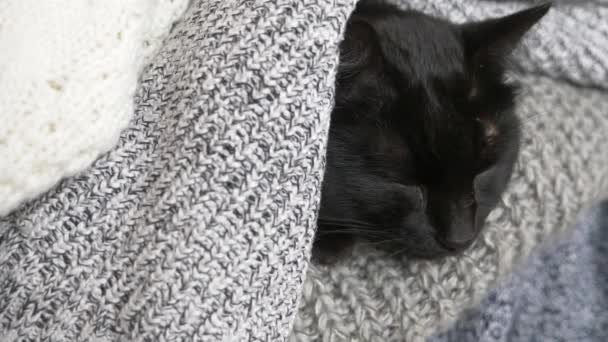 Black fluffy cat sleeping on a shelf with wool knitted things. 4k, slow motion — Stock Video