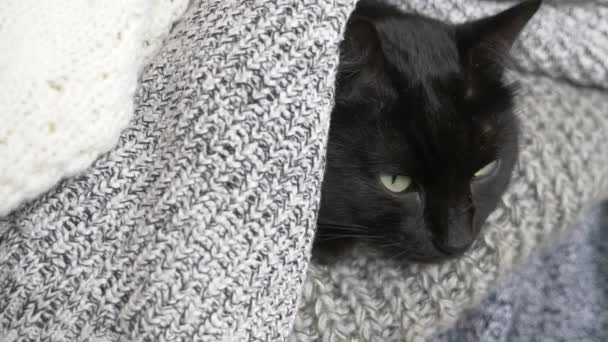 Black fluffy cat sleeping on a shelf with wool knitted things. 4k, slow motion — Stock Video