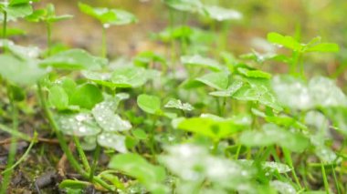 Yonca yapraklarda çiğ. Yakın çekim makro odak. yonca yapraklarda yağmur damlaları. 4k, ağır çekim