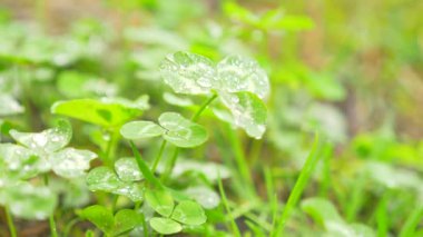 Yonca yapraklarda çiğ. Yakın çekim makro odak. yonca yapraklarda yağmur damlaları. 4k, ağır çekim