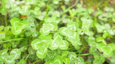 Yonca yapraklarda çiğ. Yakın çekim makro odak. yonca yapraklarda yağmur damlaları. 4k, ağır çekim