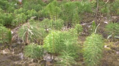 Horsetails taze yeşil grove bitkisel kaynaklanıyor rüzgar ile hareketli bulanıklık fotoğraf, 4k