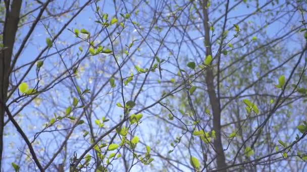 A natureza da primavera. um céu azul claro e botões florescentes nas árvores. folhas verdes contra o fundo das nuvens. Paisagem natural do céu e da árvore. 4k — Vídeo de Stock