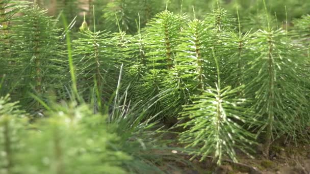 Verse groene grove van paardestaart kruiden stengels bewegen met de wind, vervagen foto, 4k — Stockvideo