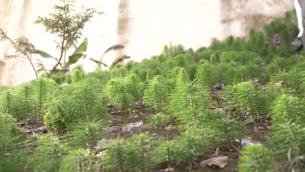 Свежий зеленый роща Horsetails травяные стебли, движущиеся с ветром, размытое фото, 4k — стоковое видео