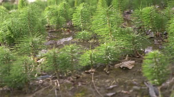 Свежий зеленый роща Horsetails травяные стебли, движущиеся с ветром, размытое фото, 4k — стоковое видео