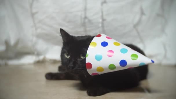 Un gato negro soñoliento con una guirnalda en una gorra festiva. 4k. Movimiento lento — Vídeo de stock