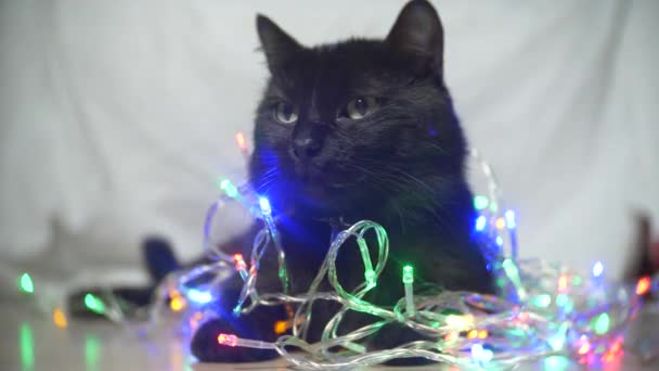 Chat noir avec une guirlande de Noël. 4k, au ralenti — Video