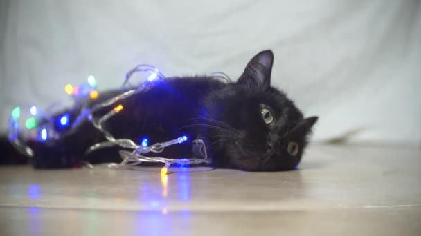Черная кошка с гирляндой. 4k, slow motion — стоковое видео