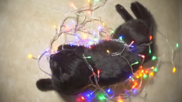 Μαύρη γάτα με μια Χριστουγεννιάτικη γιρλάντα. 4k, αργή κίνηση — Αρχείο Βίντεο