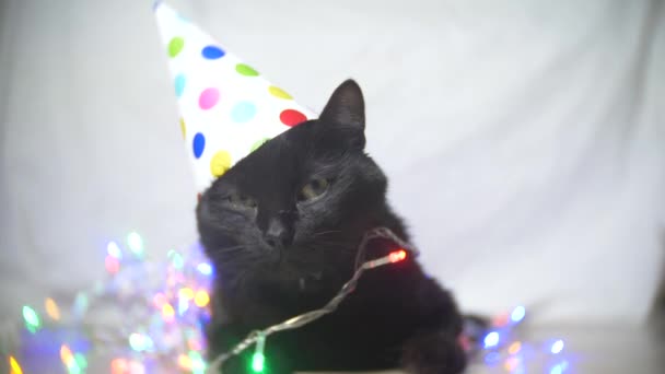 Un gato negro soñoliento con una guirnalda en una gorra festiva. 4k. Movimiento lento — Vídeo de stock