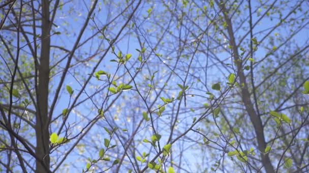 Bahar doğa. Açık mavi bir gökyüzü ve ağaçların çiçek açması tomurcukları. bulutlar arka planı yeşil yaprakları. Doğal manzara gökyüzü ve ağaç. 4k — Stok video