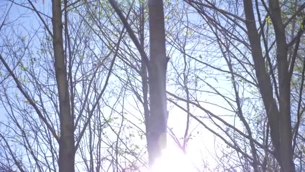 Våren naturen. en klarblå himmel och blommande knoppar i träden. gröna blad mot bakgrund av moln. Landskap med himmel och träd. 4k — Stockvideo