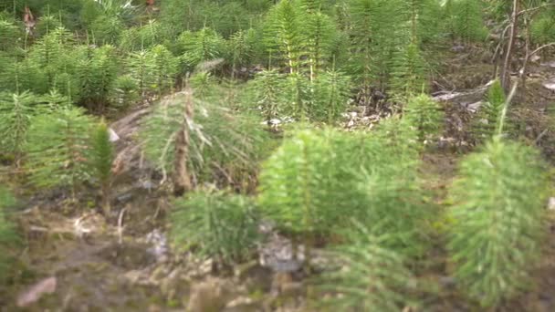 Verdure fraîche de prêles tiges de fines herbes se déplaçant avec le vent, photo floue, 4k — Video