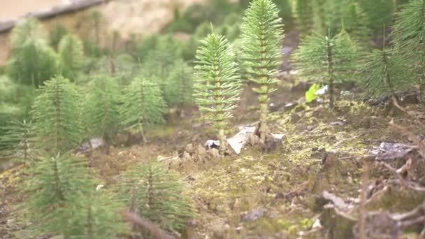 Horsetails의 신선한 녹색 숲 초본 줄기 바람, 이동 사진, 4 k 흐림 — 비디오