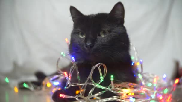 Černá kočka s vánoční věnec. 4k, pomalý pohyb — Stock video