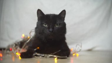 Kara kedi Noel çelenk ile. 4k, ağır çekim