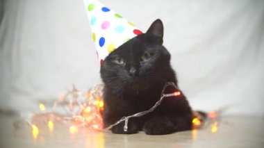 uykulu siyah bir kedi ile çelenk şenlikli bir kap içinde. 4 k. ağır çekim