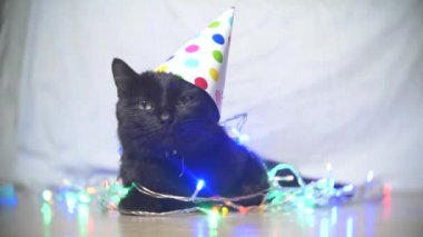 uykulu siyah bir kedi ile çelenk şenlikli bir kap içinde. 4 k. ağır çekim