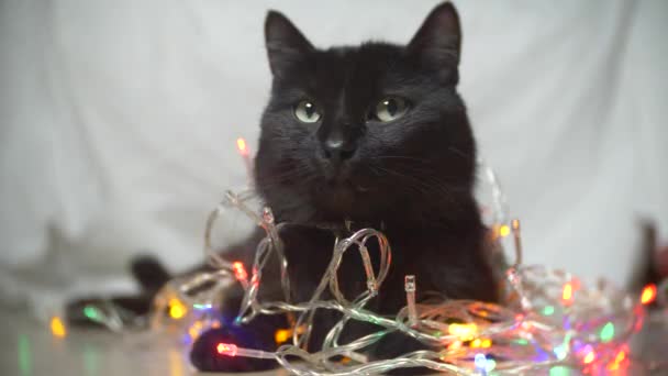 Gato preto com uma grinalda de Natal. 4k, câmera lenta — Vídeo de Stock