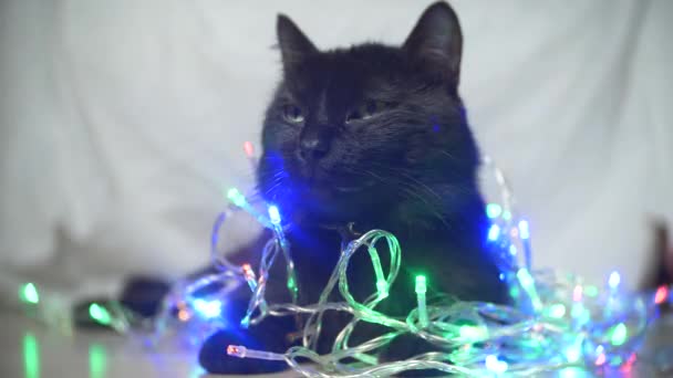 Chat noir avec une guirlande de Noël. 4k, au ralenti — Video