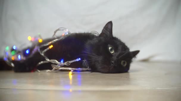 Gato negro con una guirnalda de Navidad. 4k, cámara lenta — Vídeos de Stock