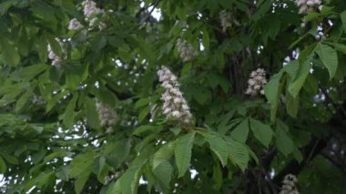 Çiçek açması kestane. Güzel çiçekler genç yeşil yaprakları arasında. 4k, ağır çekim