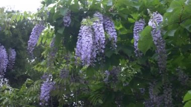 4k, ağır çekim. rüzgarda pembe akasya çiçekler. Yaz akasya ağacı