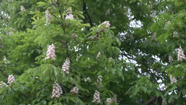 Blommande kastanj. Vackra blommor bland unga gröna blad. 4k, Slowmotion — Stockvideo