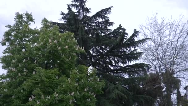 Blomstrende kastanje. Vakre blomster blant unge grønne blader. 4k, sakte bevegelse – stockvideo