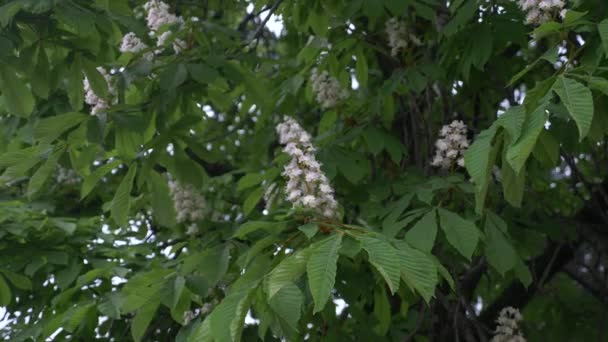 Un châtaignier en fleurs. Belles fleurs parmi les jeunes feuilles vertes. 4k, au ralenti — Video