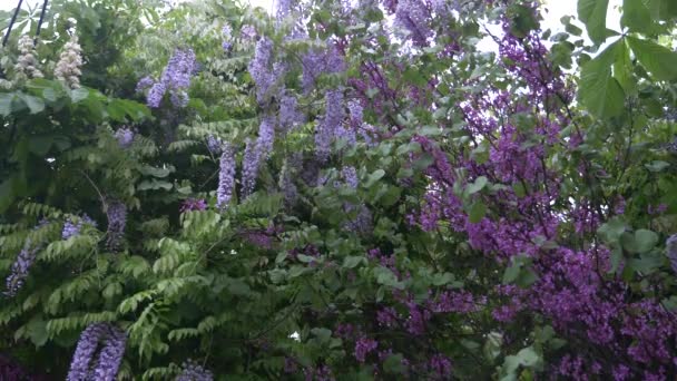 4k, zpomalené. květy růžové akátu ve větru. Letní strom acacia — Stock video