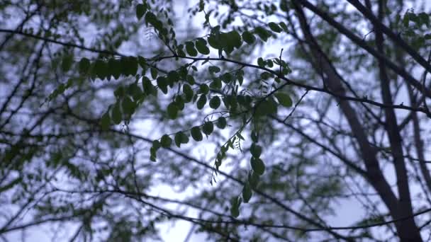 De aard van de lente. een heldere blauwe hemel en bloeiende toppen in de bomen. groene bladeren tegen de achtergrond van wolken. Natuurlijke landschap van lucht en boom. 4k — Stockvideo