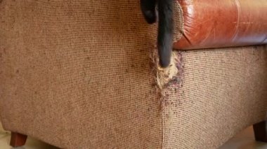 bir kedi pençeleri tarafından şımarık bir koltuk. kedi pençeleri üzerinde sandalye ve döşeme gelen çizikler. 4 k, yakın çekim, ağır çekim çekim.