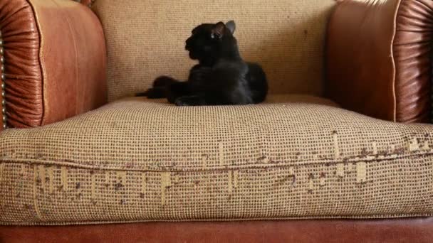 Een fauteuil verwend door de klauwen van een kat. krassen uit de klauwen van de katten op de bekleding van de stoel. 4 k, close-up, slow-motion-video schieten. — Stockvideo