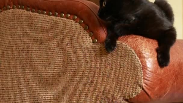 An armchair spoiled by the claws of a cat. scratches from the cats claws on the upholstery of the chair. 4k, close-up, slow-motion shooting. — Stock Video