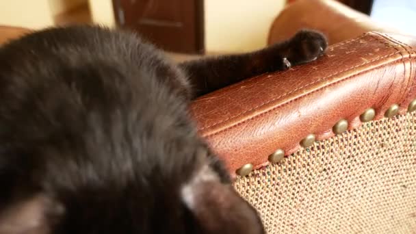 Kursi berlengan dimanjakan oleh cakar kucing. goresan dari cakar kucing pada pelapis dari kursi. 4k, close-up, slow-motion shooting . — Stok Video
