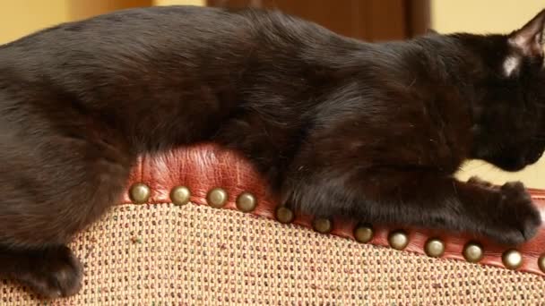 Un fauteuil gâté par les griffes d'un chat. griffures des chats griffes sur le rembourrage de la chaise. 4k, gros plan, prise de vue au ralenti . — Video