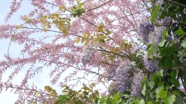 Branches d'un tamarix rose en fleurs contre le ciel bleu. 4k . — Video