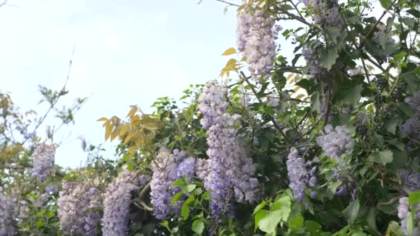 4 k、スローモーション撮影します。春の花。紫の藤の花や葉のブドウ。空雲. — ストック動画