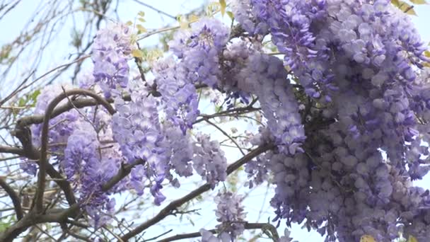 4k, disparo en cámara lenta. flores de primavera. vides con flores y hojas de glicina violeta. Nubes del cielo . — Vídeos de Stock