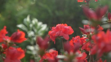 çiçek alstroemerias çiçek yatakta bir parkta. yakın çekim, 4k.