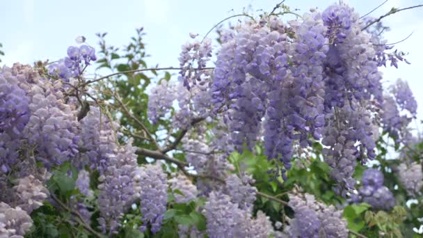 4k, Strzelanie w zwolnionym tempie. wiosenne kwiaty. winorośl z kwiatów i liści Wisteria Fioletowy. Niebo chmury. — Wideo stockowe