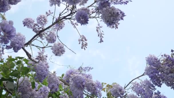 4k, Slow-motion shooting. spring blossoms. vines with flowers and leaves of violet wisteria. Sky clouds. — Stock Video
