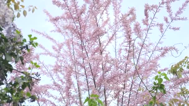 Takken van een bloeiende roze tamarix tegen de blauwe hemel. 4k. — Stockvideo