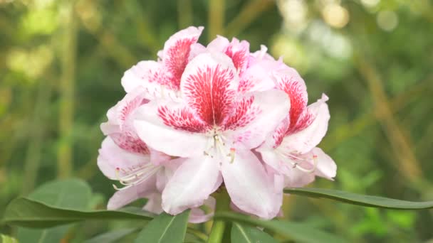 Fiori alstroemerie su un'aiuola in un parco. primo piano, 4k. formiche strisciano nei colori — Video Stock