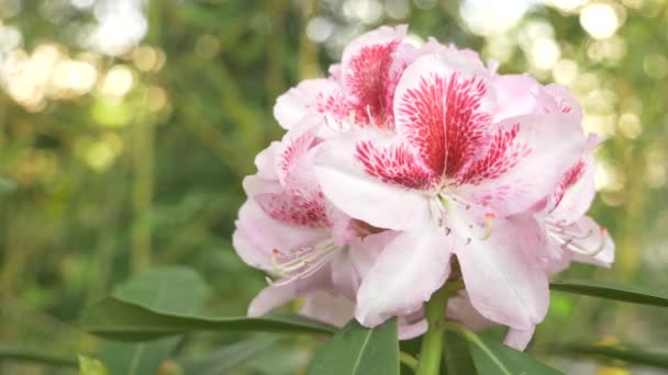 Fleurs alstroemerias sur un lit de fleurs dans un parc. gros plan, 4k. fourmis rampent dans les couleurs — Video