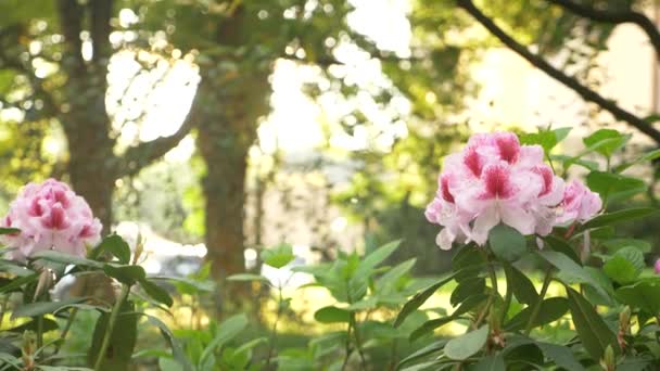 Bloemen alstroemerias op een bed van de bloem in een park. Close-up, 4k. — Stockvideo