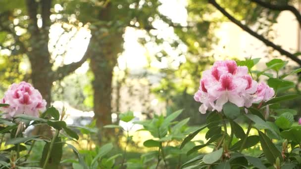 Fleurs alstroemerias sur un lit de fleurs dans un parc. gros plan, 4k . — Video